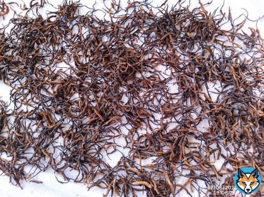 #Caterpillar #fungus production declining in #Putao, #Burma ...   | #Sheepati | #Cordyceps | #fungi | #Ophiocordyceps | #ClimateChange | Via