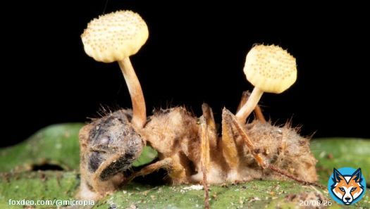 Microbe Monsters  Ophiocordyceps unilateralis turns ants into zombies. Its fungal threads form a network in and around the ant's muscles, bewitching the ant to climb to a high place and wait for death. The ant&rsquo;s head bursts open, and a fruitingg body full of spores grows out