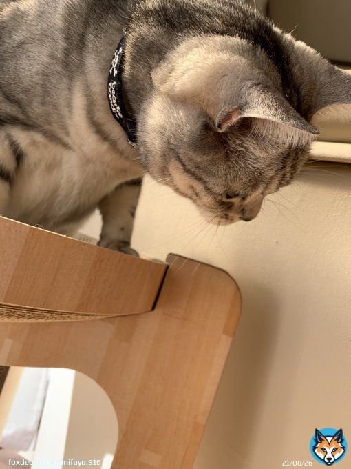 スマホが反射する光を追うサスケかわいすぎか
