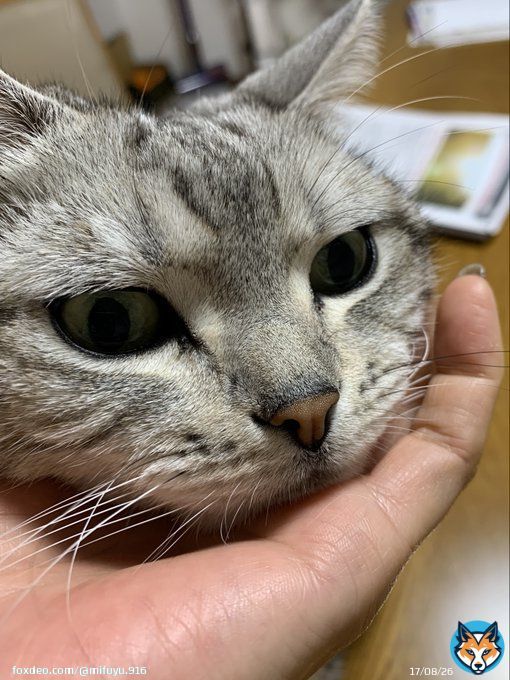手乗りサスケ