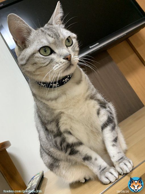 今日は一日、リモートワークの息子1号を寝ながらリモートするという大事な任務についていたサスケ。お疲れ様でした！