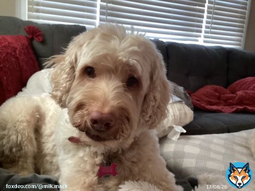 So fresh!  So loved!  #MyGirl #DoodlesOfTwitter #May