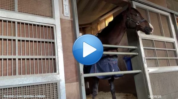 アルゼンチン共和国杯に出走するアフリカンゴールドです！  目を見開いてこっちを見てる感じ好きです笑 さすがステイゴールド産駒！笑 表情豊かで行動もかわいいですね