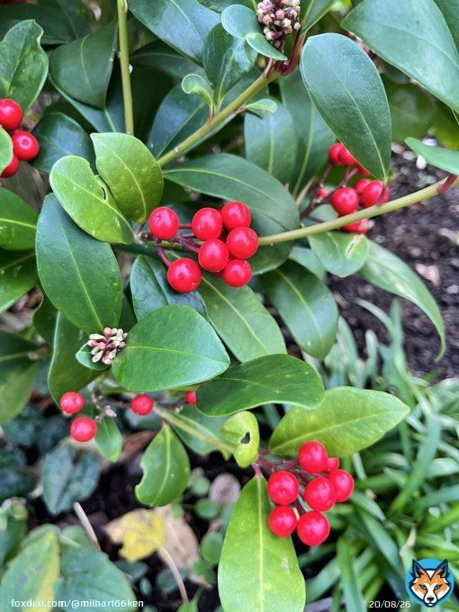 Some of what&rsquo;s providing colour in the garden today.