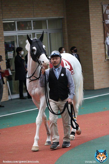 ハヤヤッコのキラースマイル　 #中京競馬場  #日経新春杯  #ハヤヤッコ