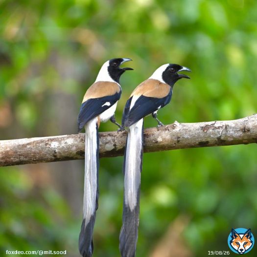 #1071 White-bellied Treepie!!  #Two2Tango  #dailypic #IndiAves #TwitterNatureCommunity #birdwatching #BirdsSeenIn2023 #ThePhotoHour #BBCWildlifePOTD #natgeoindia