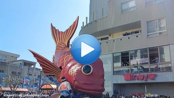 唐津市の中心部を曳山が巡行していきました  こちらは魚屋町の『鯛』  優美に動きながら進むその姿、本当に泳いでいるように見えます  #唐津くんち2022  #唐津くんち