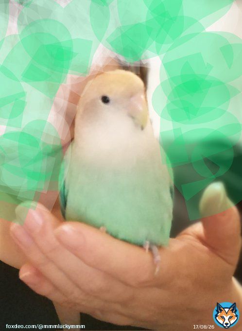 チェルシー  お迎えした時は、 手が怖くて 逃げまくるわ 噛みつきまくるわで 凹んだ  1年を過ぎた今、 名前を呼んで手を出すと 飛んできてくれる  頑張って 手こわいのを乗り越えたんやな〜 えらいぞチェルシー