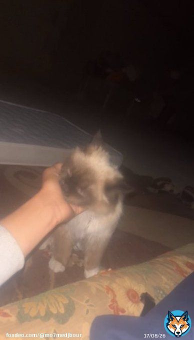 A very difficult night of heavy bombing, look how Leo was playing with me and suddenly there was bombing and he got scared,  Please pray for us.0:00