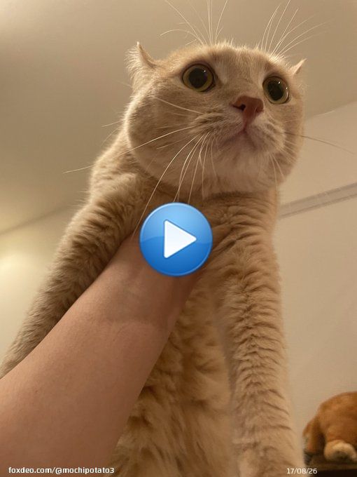 一番好きなライオンキングやってる うちの猫も大興奮 猫の名前はムファサ いずれ王になる #ライオン・キング  #ライオンキング #ムファサ #猫