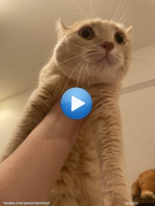 一番好きなライオンキングやってる うちの猫も大興奮 猫の名前はムファサ いずれ王になる #ライオン・キング  #ライオンキング #ムファサ #猫