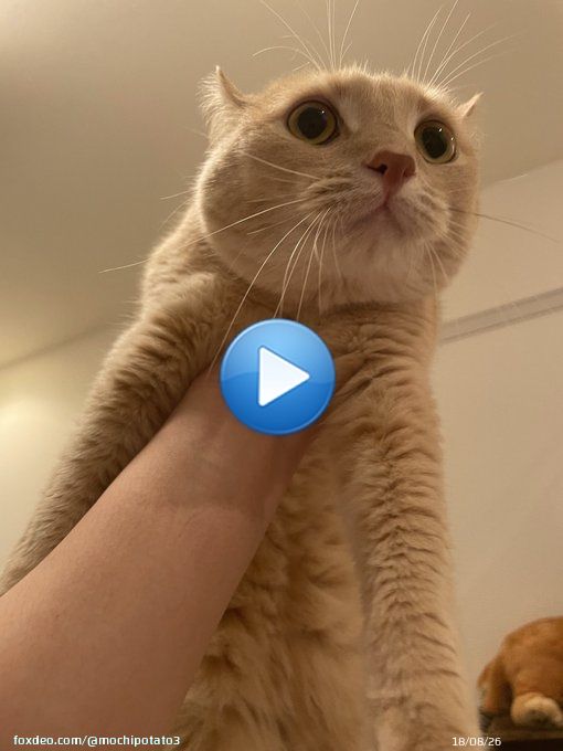 一番好きなライオンキングやってる うちの猫も大興奮 猫の名前はムファサ いずれ王になる #ライオン・キング  #ライオンキング #ムファサ #猫