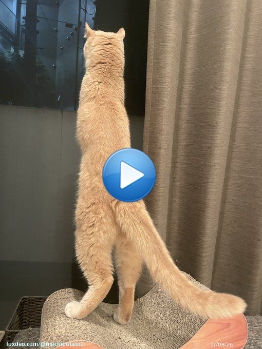 名前ムファサ うちの猫より長い猫いる？ #ライオンキング  #ライオン・キング  #ムファサ  #猫 #長猫