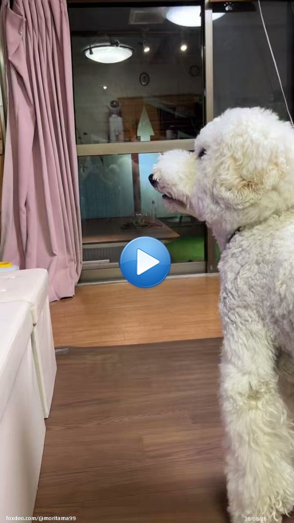 グレムリン超真剣に見て 口半開き #グレムリン #金曜ロードショー