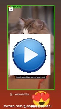 \ud83d\ude0d\ud83d\ude0d\ud83d\ude0dIf You like it pls support with \u2764\ufe0f\ud83d\ude09 \ud83d\udce9 Submit your cat's photo to our contest email (below BIO) to be featured \ud83d\udc95#cat #cats #catsagram #catstagram #instagood #kitten #kitty#kitten #kitty #pets #animal #animals #petstagram #petsagram #photooftheday #catsofinstagram #ilovemycat #instagramcats #catoftheday #lovecats ##cats #cat #funnycat #kitten #kitty #petlover #mycat #funnycats #catchallenge #kittens #pet