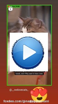 \ud83d\ude0d\ud83d\ude0d\ud83d\ude0dIf You like it pls support with \u2764\ufe0f\ud83d\ude09 \ud83d\udce9 Submit your cat's photo to our contest email (below BIO) to be featured \ud83d\udc95#cat #cats #catsagram #catstagram #instagood #kitten #kitty#kitten #kitty #pets #animal #animals #petstagram #petsagram #photooftheday #catsofinstagram #ilovemycat #instagramcats #catoftheday #lovecats ##cats #cat #funnycat #kitten #kitty #petlover #mycat #funnycats #catchallenge #kittens #pet
