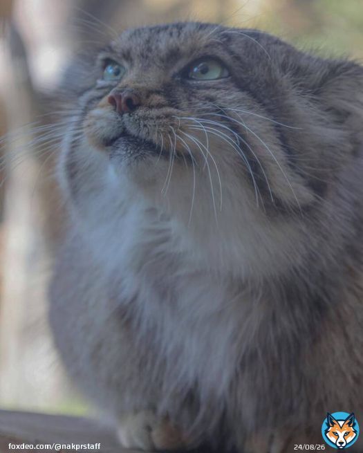 ㅤㅤ なんだか笑ってるように見えますˊ˗ ㅤㅤ #那須どうぶつ王国 #マヌルネコ #pallascat  #animal #zoo