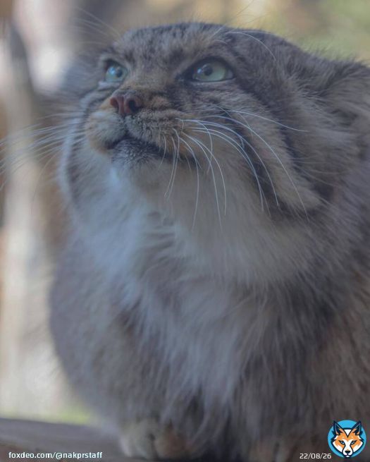 ㅤㅤ なんだか笑ってるように見えますˊ˗ ㅤㅤ #那須どうぶつ王国 #マヌルネコ #pallascat  #animal #zoo