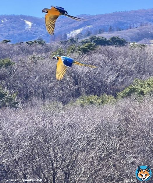 バードパフォーマンスBROAD 全天候型回廊の上をルリコンゴウインコが飛び交う姿は絵になります。 回廊はGW前には全て完成予定です。さらに安全に快適に#バードパフォーマンスBROAD #那須どうぶつ王国
