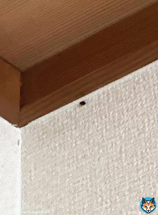 嫌アｧｧｧｧｧｧ(ＴДＴ) もうインバウンドも移民も要らん梅毒も激増してるっていうし最悪だ。  ダニ？いや&hellip;トコジラミ！　激しいかゆみ、すさまじい繁殖力&hellip;隙間に入り込み駆除は困難！　発見から根絶までの道のり