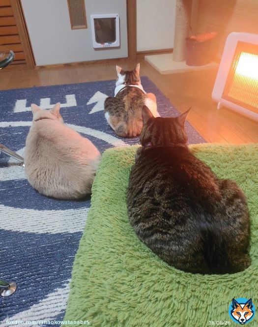 並んで温まろ〜  #猫　#猫写真　#猫好き #猫のいる暮らし　#猫がいる幸せ #猫とストーブ  #最強寒波