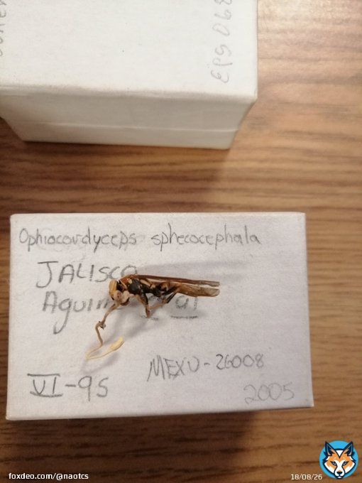 Empec&eacute; a ver the las of us y record&eacute; que cuando viste el instituto de biolog&iacute;a de la UNAM, nos mostraron una parte de la colecci&oacute;n de hongos. Y he aqu&iacute; el hongo cordyceps que par&aacute;sito a una avispa (ophiocordyceps sphecocephala)