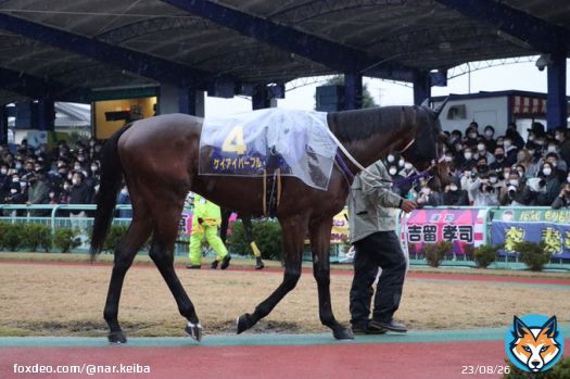 #浦和記念 パドック。第43回浦和記念(JpnII･浦和･左2000m)はJRA5頭･地方6頭の11頭が出走します。15時05分現在で、単勝3.0倍の1番人気は4枠4番ケイアイパープル。2番人気以下はタイセイドレフォン、ラーゴム、クリノドラゴンと続きます。発走は15時25分予定。