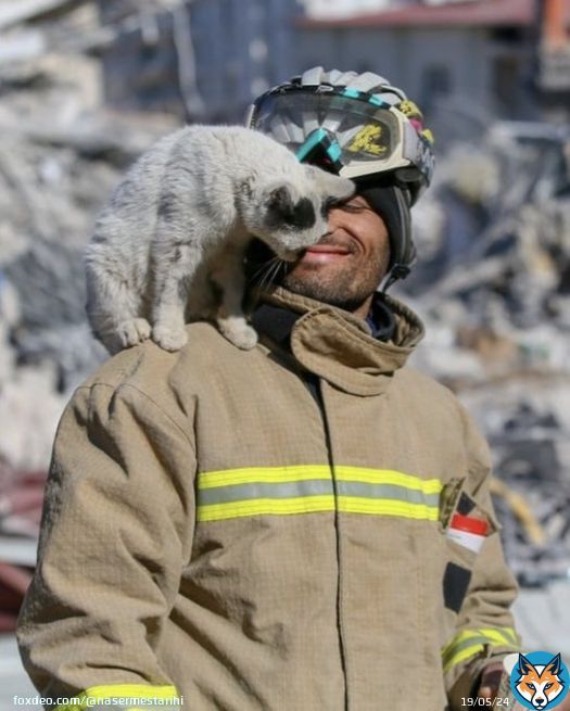 A cat rescued by a firefighter from the earthquake aftermath refused to leave him so he took him home.