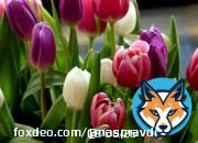 С 8 марта! Открытки, картинки и поздравления для мам, бабушек, любимых  Сегодня отмечают Международный женский день 8 марта, который, в отличие от 23 февраля, остался недекоммунизированным и является выходным днем. Поскольку в этом году дата выпала на воскресенье, то отдыхать ...