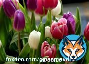 С 8 марта! Открытки, картинки и поздравления для мам, бабушек, любимых  Сегодня отмечают Международный женский день 8 марта, который, в отличие от 23 февраля, остался недекоммунизированным и является выходным днем. Поскольку в этом году дата выпала на воскресенье, то отдыхать ...