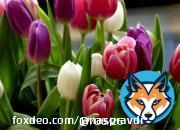 С 8 марта! Открытки, картинки и поздравления для мам, бабушек, любимых  Сегодня отмечают Международный женский день 8 марта, который, в отличие от 23 февраля, остался недекоммунизированным и является выходным днем. Поскольку в этом году дата выпала на воскресенье, то отдыхать ...
