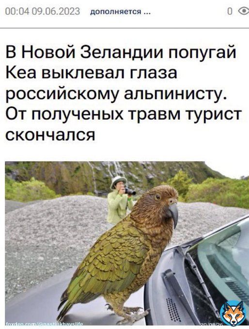 походу буданов це білосніжка