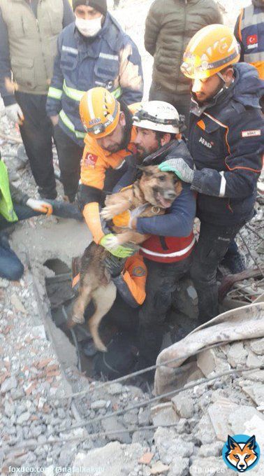 Mama dog and her 2 pups were rescued in Turkey after spending over 120 hours under the rubble.   #puppies #TurkeyEarthquake