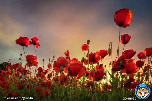 We Will Remember Them   #ArmisticeDay #RemembranceDay #LestWeForget