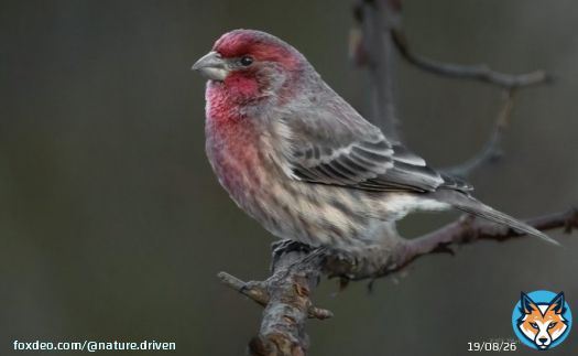 Brilliant finch!  #birdphotography #BirdTwitter #birdwatching #birding #birds #wildlifephotography #NaturePhotography #NatureBeauty #TwitterNaturePhotography #nature #naturelovers #TwitterNatureCommunity