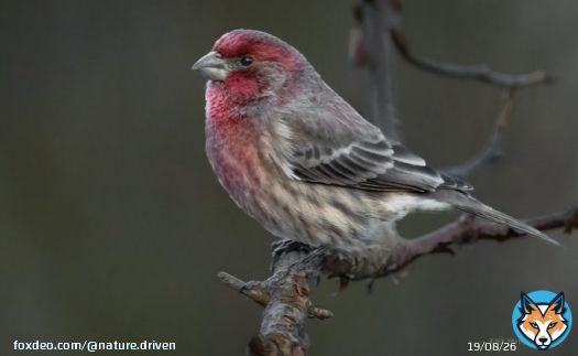 Brilliant finch!  #birdphotography #BirdTwitter #birdwatching #birding #birds #wildlifephotography #NaturePhotography #NatureBeauty #TwitterNaturePhotography #nature #naturelovers #TwitterNatureCommunity