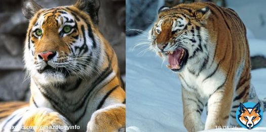 アムールトラの性格は「オラオラ系」と「控えめ系」に分かれると判明！   ムツゴロウさんも猛獣と馴れ合ったり噛まれたりしていましたが、猛獣に性格の違いはあるのでしょうか？英LSEはアムールトラの性格が大きく「威厳」か「平静」の2タイプに分けられることを発見