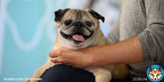 'It will now and forever be a bones day.'  Noodle the pug, who captivated TikTok with with his game 'no bones' in 2021, has passed away at the age of 14 and a half, his owner says.