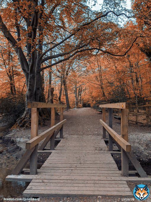 Love this edit really gives that autumn feel to it     #oneplus7pro #shotononeplus #oneplus #gcam @oneplus #oneplus7series