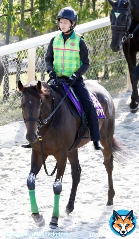 【#エリザベス女王杯】 三冠牝馬 #デアリングタクト が今朝、短期放牧明け初となる追い切りを消化。栗東坂路で時計は53秒9-12秒6。  杉山晴師「いいですね。前走(オールカマー)時の1本目より、かなり軽くなった。思い描いた通り、使って良くなっているのかなと思います」