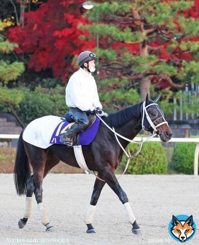 【#チャンピオンズカップ】 2枠3番 #ハピ 谷口助手 「内枠は絶対にいい。コンスタントに使っていますが、一戦ごとにどんどん成長していますし、状態もいい。前走はある程度前で乗ったノリさん(横山典弘騎手)がどう乗るのか楽しみです」