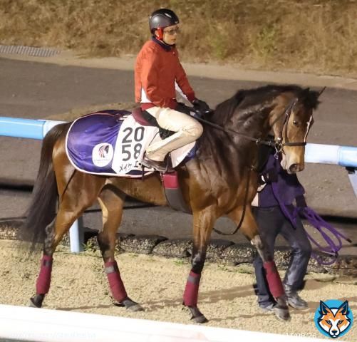 【#香港スプリント】 池添謙一騎手が落馬負傷のため、メイケイエールの鞍上はオーストラリアやニュージーランドで活躍するJ.マクドナルド騎手に。 #メイケイエール #池添謙一