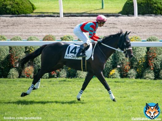 【#有馬記念 枠順】 ファン投票8位 ファンの汚れなき愛を背に悲願タイトル獲得へ 8枠16番ディープボンド  川田将雅騎手　栗東・大久保龍志厩舎 父キズナ　母ゼフィランサス