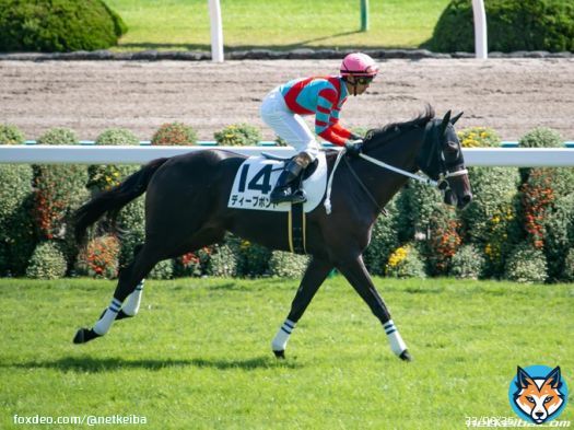 【#有馬記念 枠順】 ファン投票8位 ファンの汚れなき愛を背に悲願タイトル獲得へ 8枠16番ディープボンド  川田将雅騎手　栗東・大久保龍志厩舎 父キズナ　母ゼフィランサス