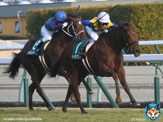 【#愛知杯 想定】 アートハウス/川田 アブレイズ/荻野極 アンドヴァラナウト/イーガン サトノセシル/ルメール サンテローズ/福永 ホウオウイクセル/丸田 マリアエレーナ/松山 リアアメリア/和田竜 ルージュエヴァイユ/戸崎 ルビーカサブランカ/武豊 &hellip;など14頭
