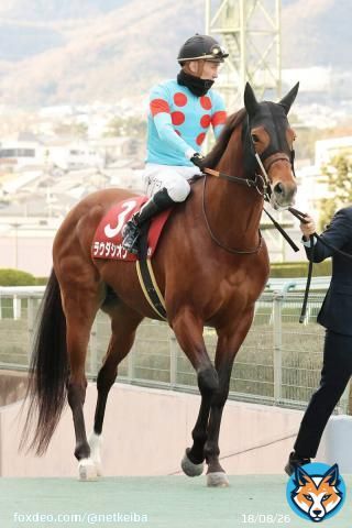 【注目馬動向】 前走阪神カップ3着の #ラウダシオン(牡6)は1351ターフスプリントの招待を受諾し、2年連続の参戦へ。昨年はソングラインの4着。  リヤドダートスプリントに選出されていた #ギルデッドミラー(牝6)は辞退。今週末の根岸ステークスに出走へ。