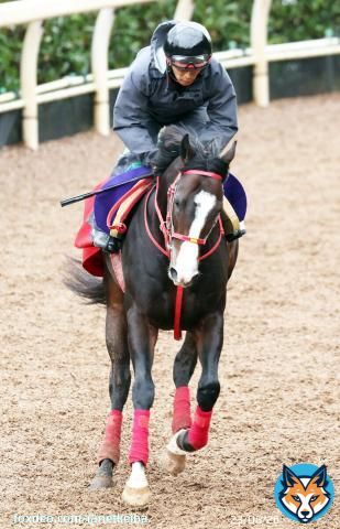 【G3 サウジダービー】 藤田晋氏所有、森秀行厩舎の米国産馬フロムダスク(牡3)が招待を受諾。今週末は土曜東京のクロッカスS(芝1400)に出走。  2走前は京王杯2歳S2着。これまでのレースも全て芝で、出走すればサウジダービーが初ダートとなる見込み。#フロムダスク