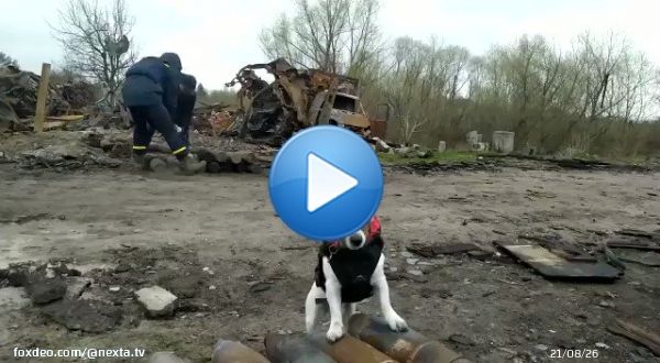 'Ukrposhta' announced the issue of stamps with the famous dog Patron, which helps rescuers in demining.