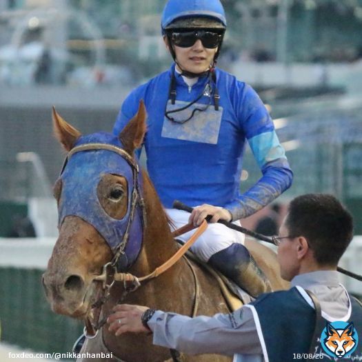 【ドバイゴールデンシャヒーン】無事にレースを終えた #レッドルゼル、#レモンポップ、#ジャスティン です @RacingDubai #DWC #DubaiWorldCup