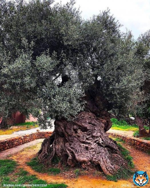 The olive tree of Vouves, on Crete. This tree, which has a trunk 15 feet in diameter, is at least 2,000 years old, and likely 2,900 years old, based on the graveyard found nearby. This tree likely lived through the writing of the Iliad, the golden age of Athens.